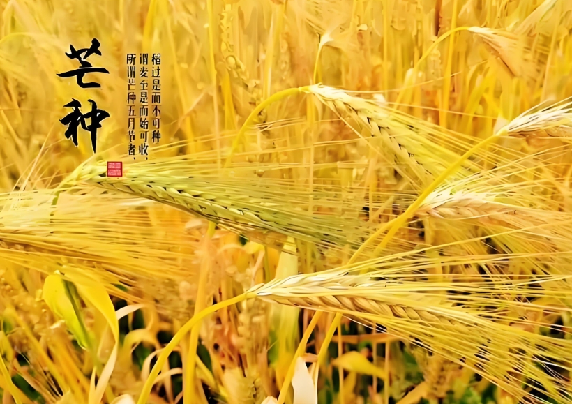律师的芒种时节