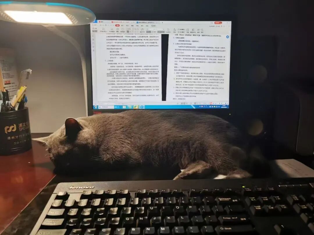 微光汇聚&nbsp;终成星河&nbsp;|&nbsp;徐涛——我和我家宠物猫蓝球的点滴故事